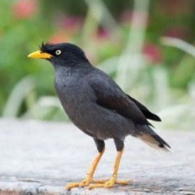 Jual Burung jalak kebo Indonesia|Shopee Indonesia