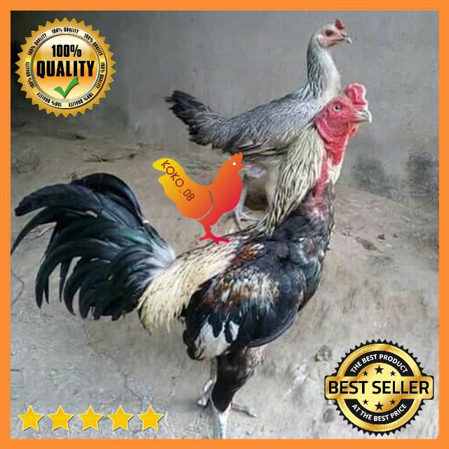 Memilih ayam betina berkualitas ayam juara ayam betina ayam babon. Telur Fertil Ayam Bangkok Magon Mangon X Babon Birma Original F1 Impor Telur Untuk Di Tetaskan Shopee Indonesia