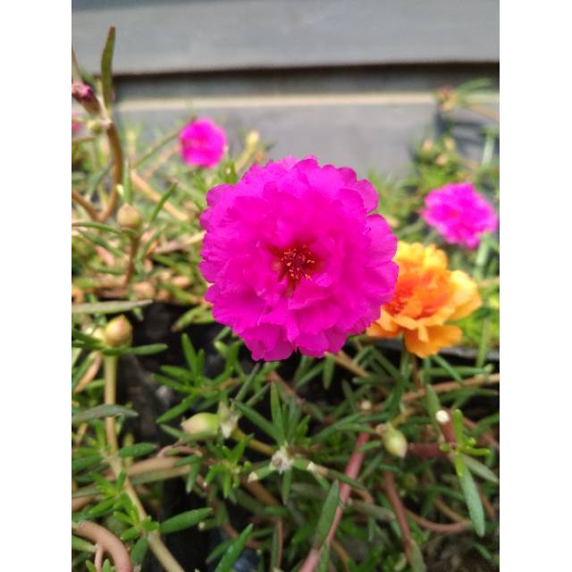 Krokot UNGU / mossrose / portulaca / mawar tanah / bunga pukul sembilan /  Portulaka | Shopee Indonesia