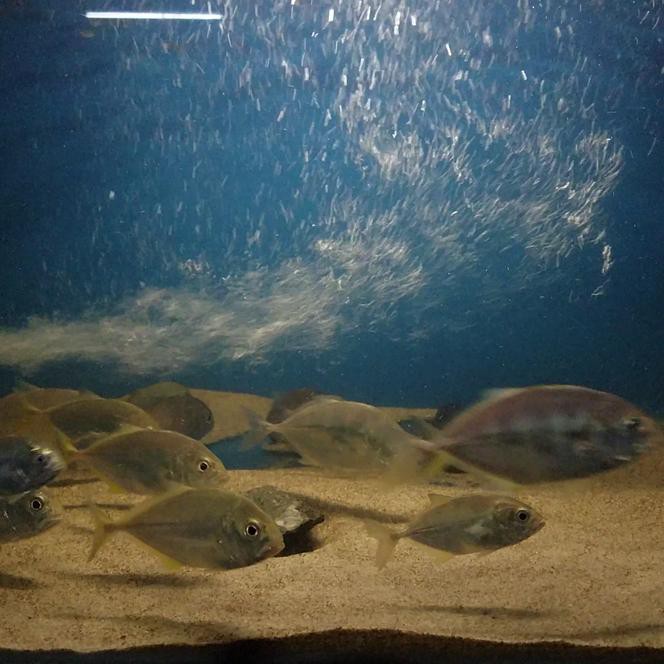 Download Gratis Gambar Mengenal Karakter Ikan Giant Trevally Gt Sang Predator Penguasa Terupdate by Lampunghits.com