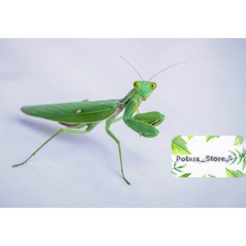 Harga Belalang Di Gunung Kidul Mengalahkan Ayam Potong Merdeka 