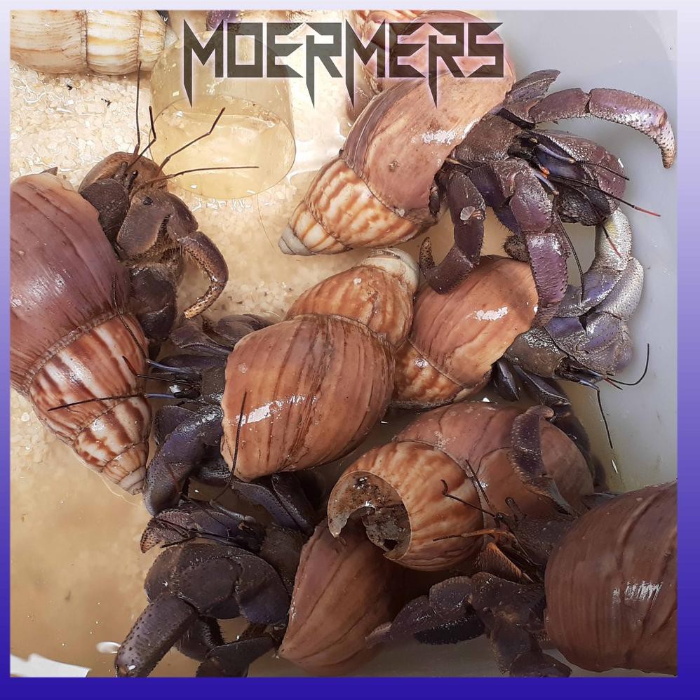 Harga Umang Kelomang Terbaru Oktober 2021 | BigGo Indonesia