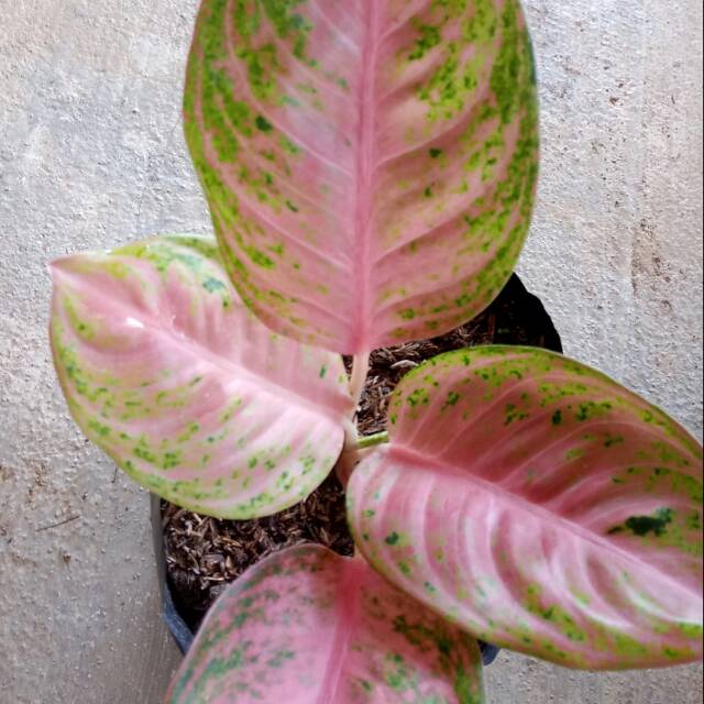 Tanaman ini adalah anggota dari keluarga araceae, juga dikenal sebagai tanaman mirip arum dan mencakup sekitar empat puluh spesies. Harga Aglonema Lipstik Clasic