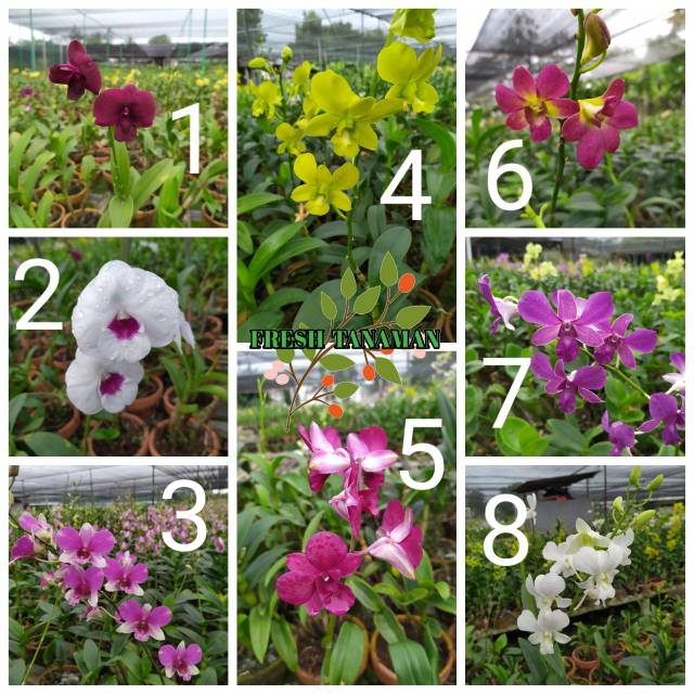 Anggrek bulan dewasa siap berbunga asli hutan. Pohon Anggrek Asli Tanaman Bunga Anggrek Hidup Dendrobium Shopee Indonesia