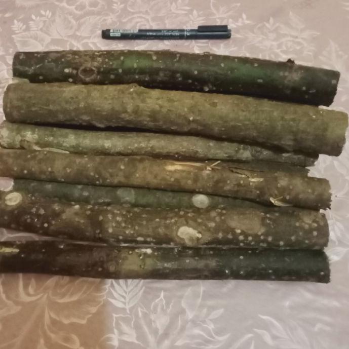 Jual harga grosir pohon lemo pengusir ular & kalajengking 1 batang 25
