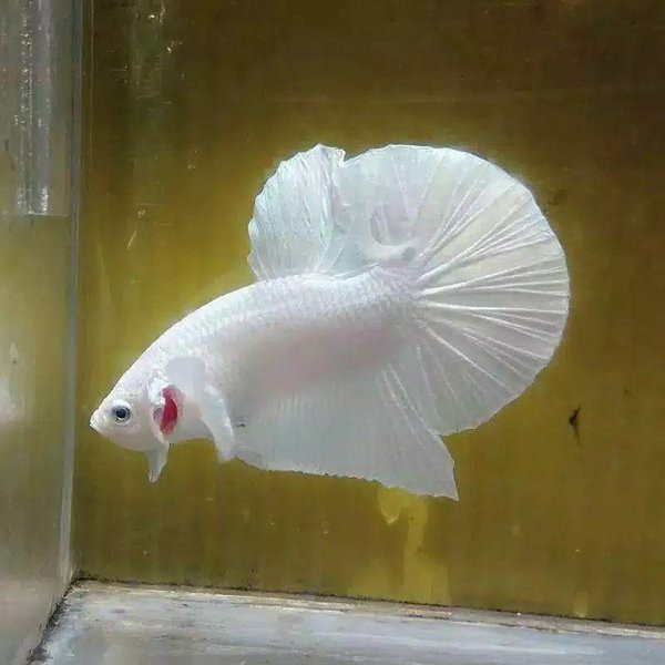 Untuk cek stock bisa wa ke 081388191819 buruan sebelum habis, stock terbatas. CUPANG PLAKAT WHITE PLATINUM JANTAN/BETINA TERMURAH ...