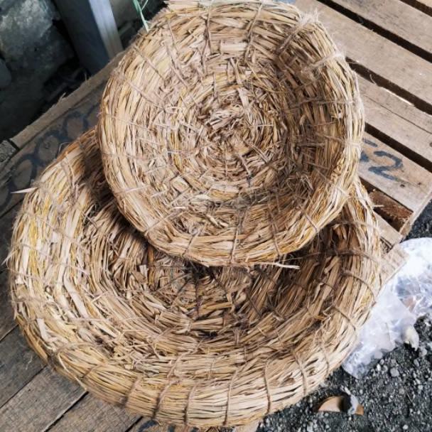 Harga Sarang Ayam Bertelur Terbaru September 2021 | BigGo Indonesia