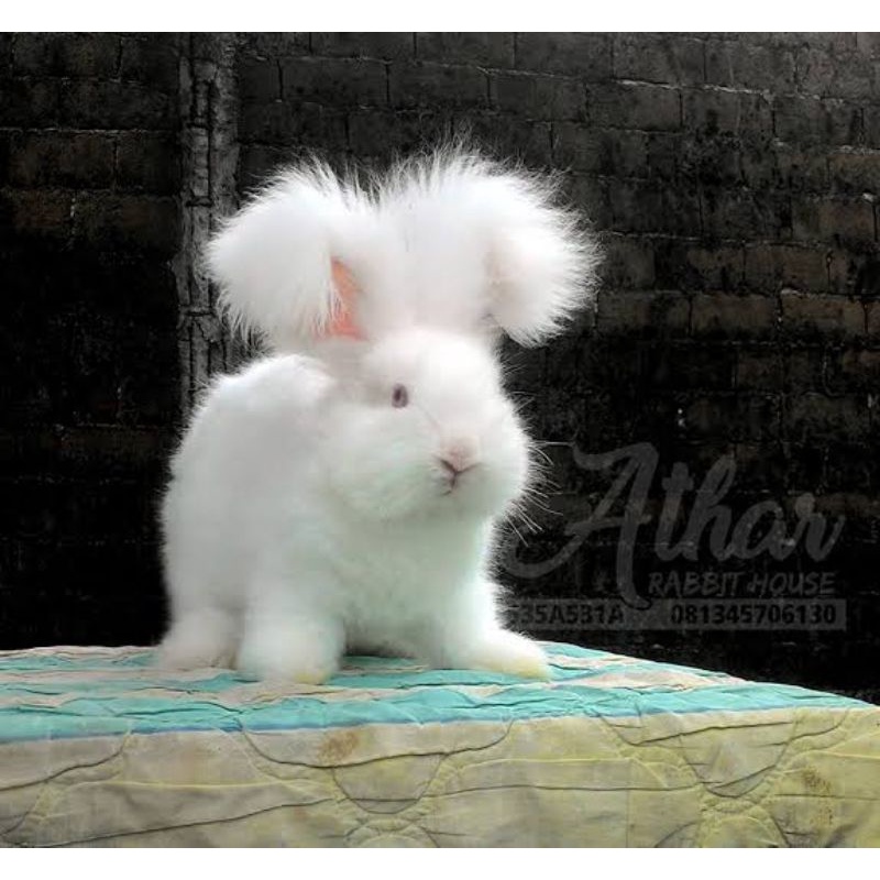 jual kelinci anggora harga terbaik - hobi koleksi desember 2021 shopee indonesia on pet rabbits for sale in trivandrum
