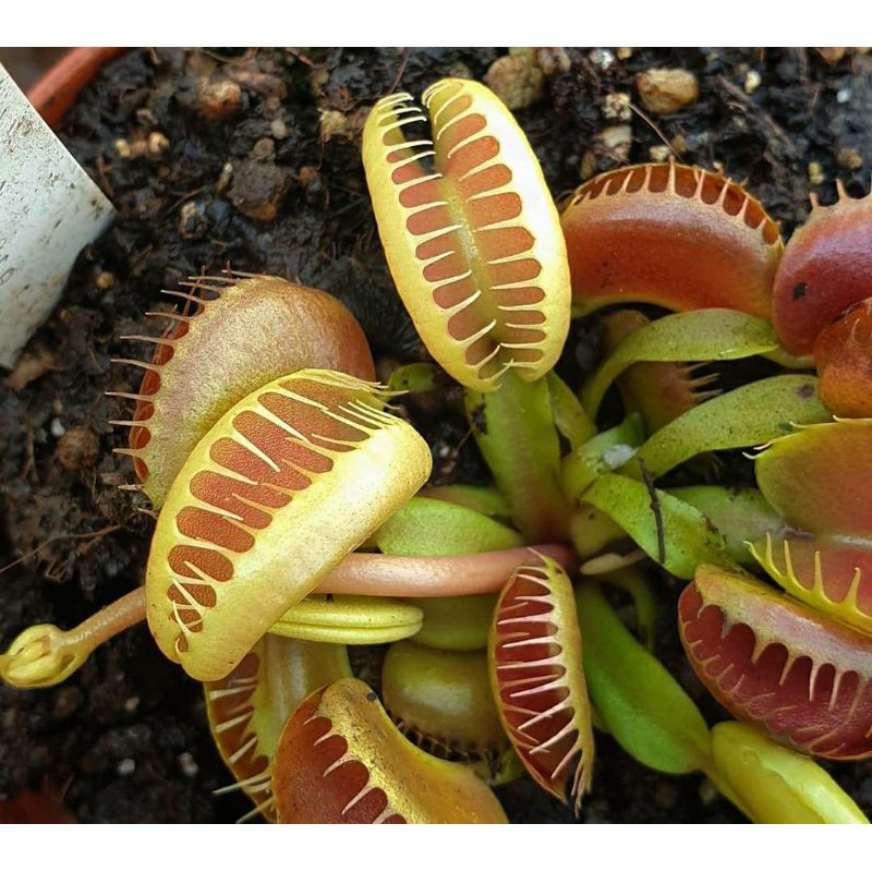 Venus flytrap Dionaea X red, Fused, B5 (mix) | Shopee Indonesia