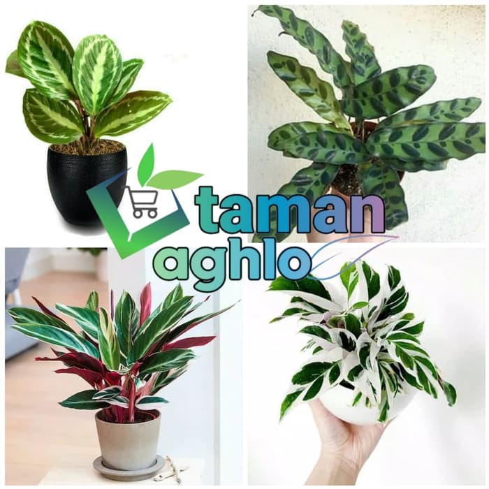 Kalau bunda penasaran, berikut ini deretannya dilihat . Tanaman Hias Paket Calathea Cantik Taman Aghlo Tanaman Hias Murah Shopee Indonesia