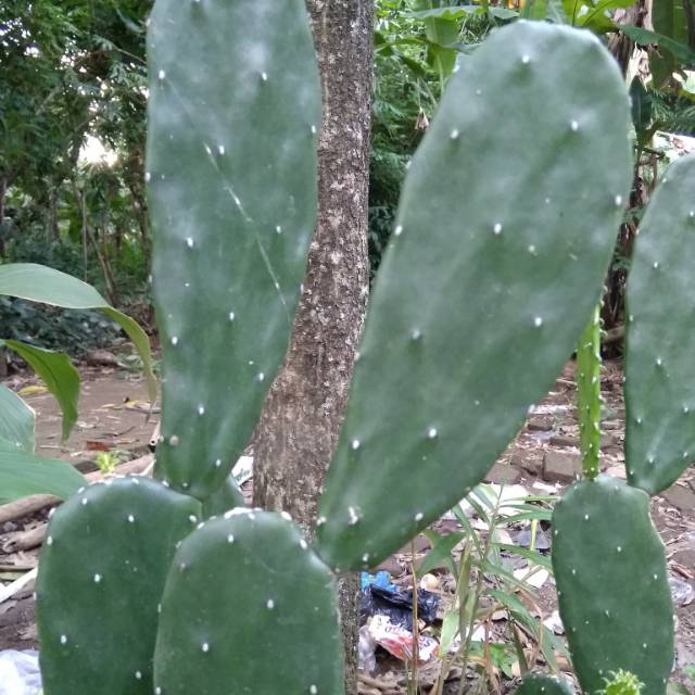 Tanaman hias ini termasuk jenis tanaman evergreen atau tidak . Tanaman hias bunga Kaktus centong kaktus gepeng | Shopee