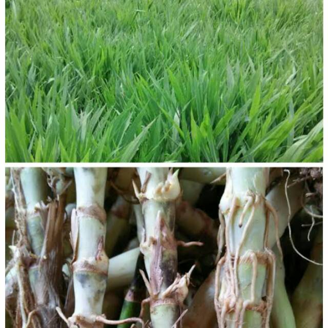 bibit stek rumput odot untuk pakan kelinci kambing sapi dll | Shopee  Indonesia