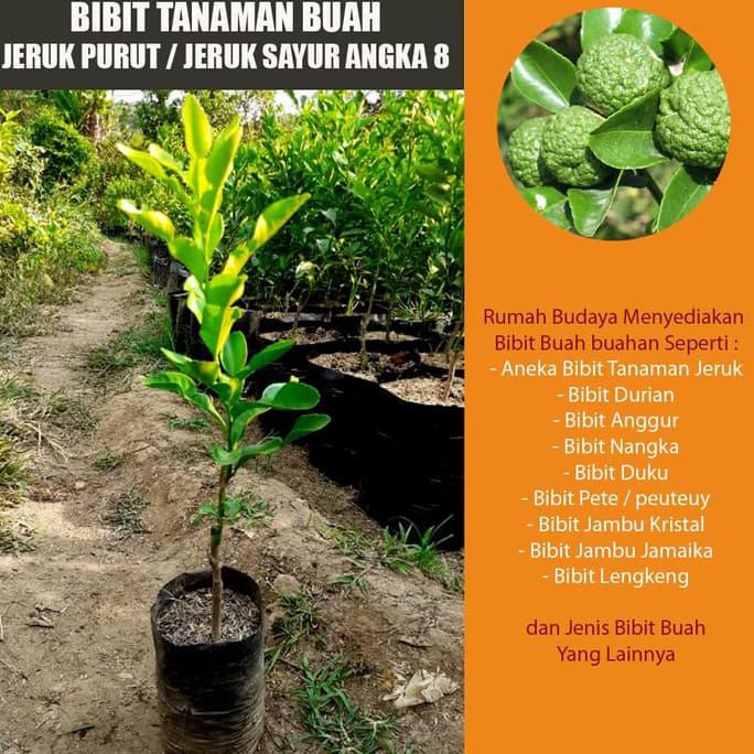 Ter#Laris# Bibit Tanaman Buah Bibit Jeruk Purut / Jeruk Sayur Angka 8 Gpr |  Shopee Indonesia