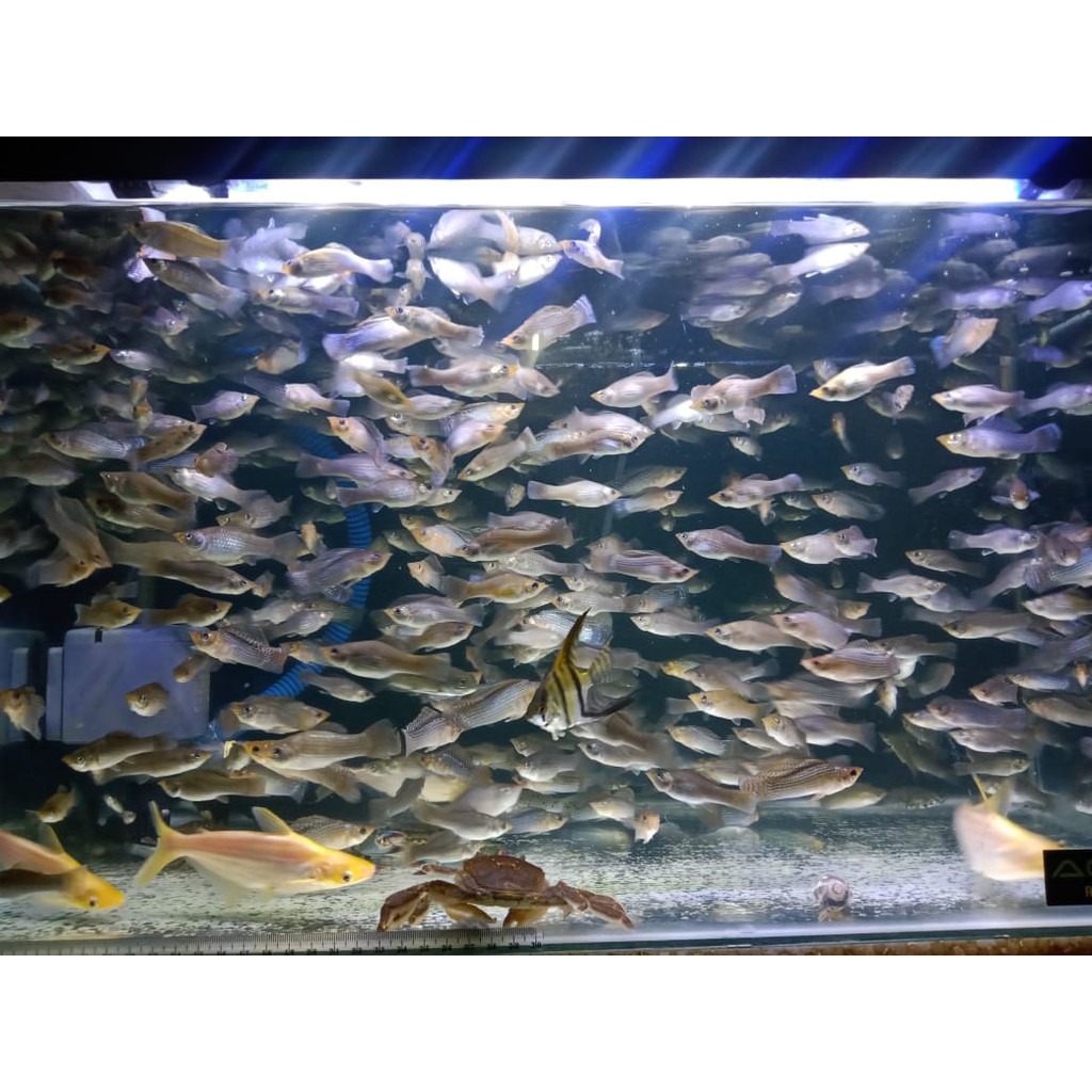 PAKAN IKAN HIAS / MANCING IKAN CERE LAUT KECIL 1 LITER KHUSUS GOJEK/GRAB |  Shopee Indonesia