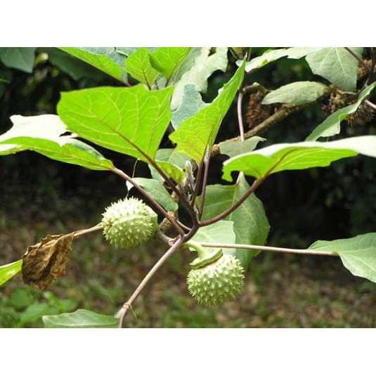 KECUBUNG UNGU | Shopee Indonesia