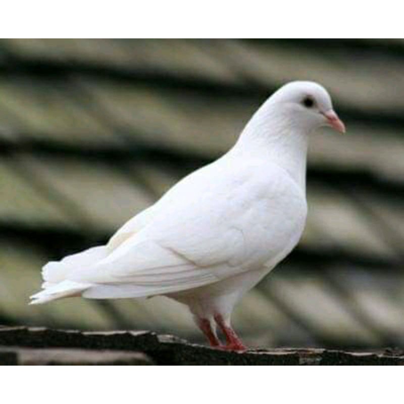 Jual Burung Merpati Pos Sepasang Indonesia|Shopee Indonesia 800_X_800_jpg