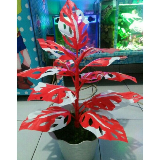 Bagi kamu penggemar tanaman hias daun bentuk lebar, janda bolong atau monstera merupakan pilihan . Daun Janda Bolong Merah Putih Shopee Indonesia