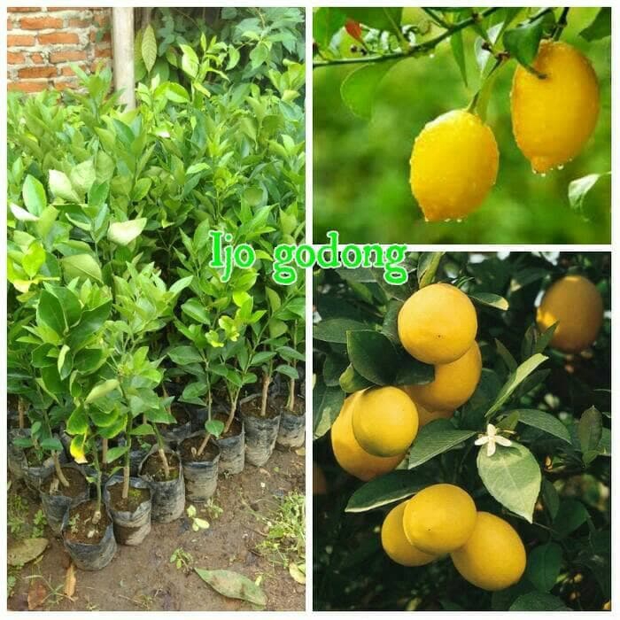 Paket berkebun 10 jeruk lemon california (BISACOD) | Shopee Indonesia