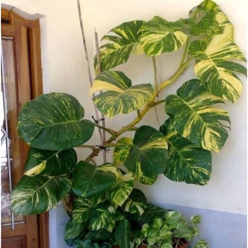 Sirih gading marble queen · 3. Sirih Gading Giant Sirih Daun Lebar Shopee Indonesia