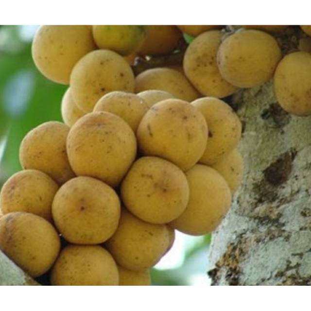 Pengambilan contoh gulma dilakukan dengan menggunakan kuadrat . Buah Langsat Mericin Duku Kokosan Pesitan Matang Murah Langsung Petik Shopee Indonesia