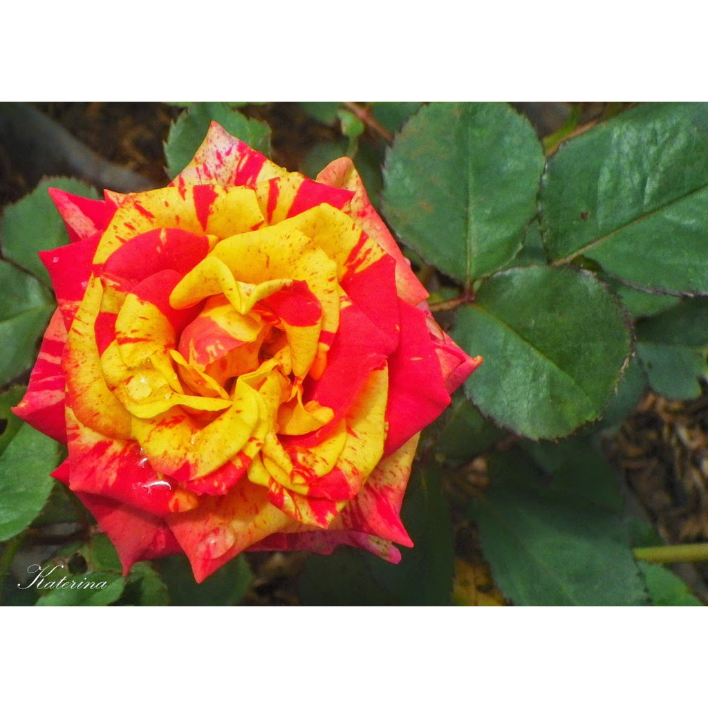 Namun dengan tidak foto kartun memiliki tampilan yang cocok dengan setiap orang yang . Terkeren 28+ Gambar Bunga Mawar Oren - Richa Gambar