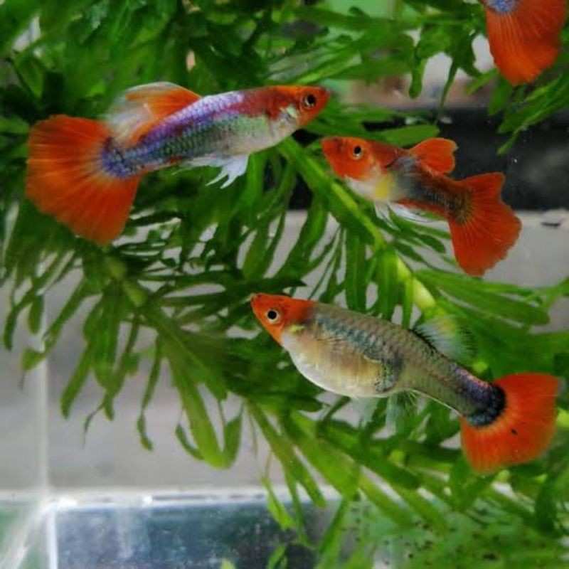 Jenis ikan guppy terbaik selanjutnyan yang juga mudah ditemukan di indonesia adalah jenis red blonde. Ikan Guppy tuxedo koi || ikan cantik || ikan aquascape ...