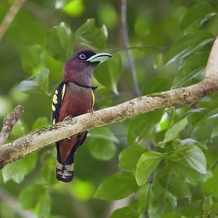 Burung ini sering dijadikan masteran untuk menarik suara burung . Perawatan Burung Burung Sempur Hujan Rimba Banded Broadbill Shopee Indonesia
