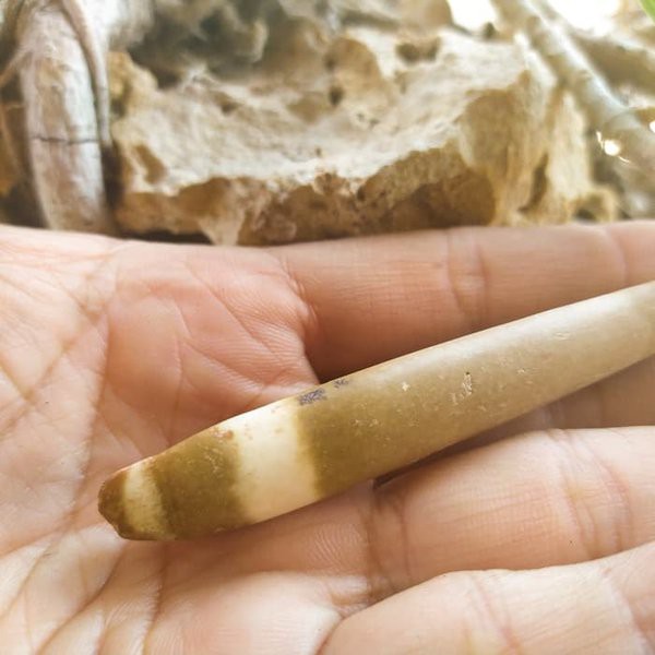 Bulu landak mini dilihat menggunakan mikroskop. Terlaris Bulu Landak Laut Alam Natural Shopee Indonesia