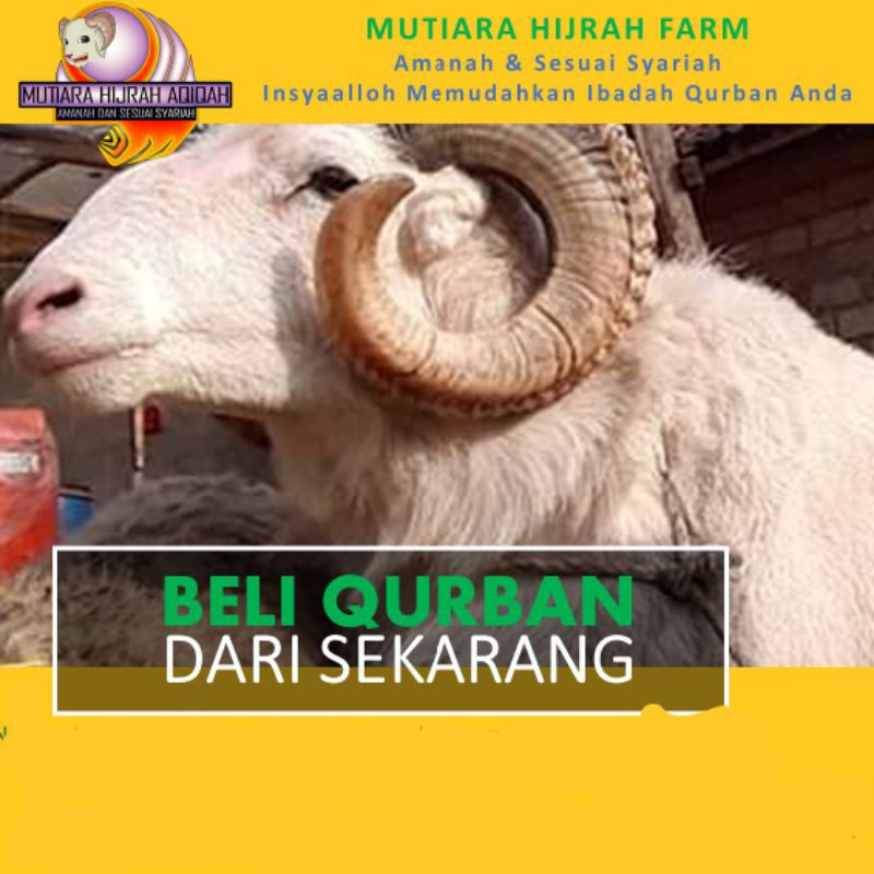 Tinggal masak insyaalloh sdh masuk syarat sah aqiqah untuk pilihan ukuran dan . Domba Kambing Kurban Qurban Bogor Depok Jabodetabek Shopee Indonesia