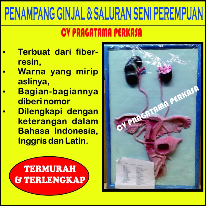 1.) berfungsi untuk memproduksi hormon yang bertugas sebagai … Jual Penampang Ginjal Saluran Seni Perempuan Indonesia Shopee Indonesia