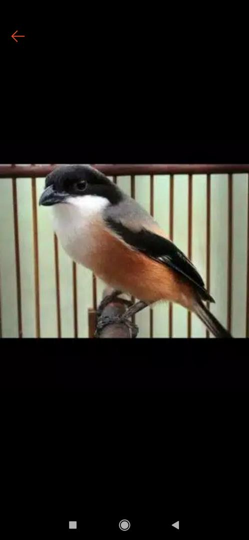 Jual Burung Pentet Jatim Indonesia|Shopee Indonesia 1080_x_498_jpg