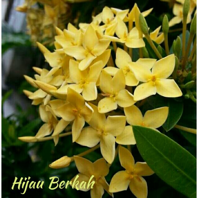 9 manfaat dan khasiat bunga asoka kuning untuk kesehatan · 1. Tanaman Hias Bunga Asoka Bunga Kuning Pohon Soka Shopee Indonesia