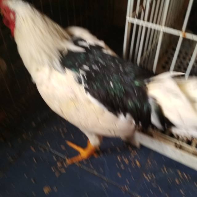 Download Gratis Gambar Ayam Goreng Tulang Lunak Malioboro Surabaya Terupdate oleh Lampunghits.com
