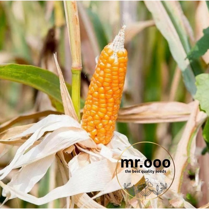 Anda dapat menggunakan jagung dari kemasan popcorn yang siap memasak, tetapi . Jual Benih Sayuran Jagung Popcorn Organic 10 Benih Import Indonesia Shopee Indonesia