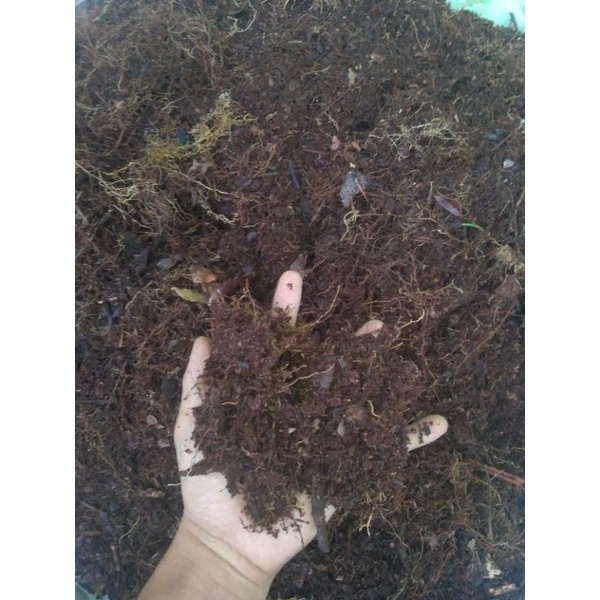 Dan noor endah (1996) juga menyatakan specific gravity untuk tanah gambut yaitu lebih besar dari 1,0. Jual Media Tanam Tanah Gambut Media Tanam Kantung Semar Indonesia Shopee Indonesia