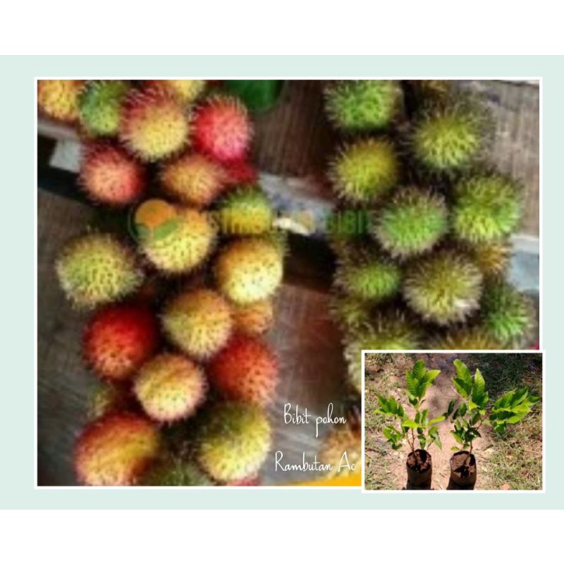 Bibit pohon buah rambutan binjai jaminn nglotok . Jual Bibit Pohon Buah Rambutan Ac Binjai Ac Plat Indonesia Shopee Indonesia