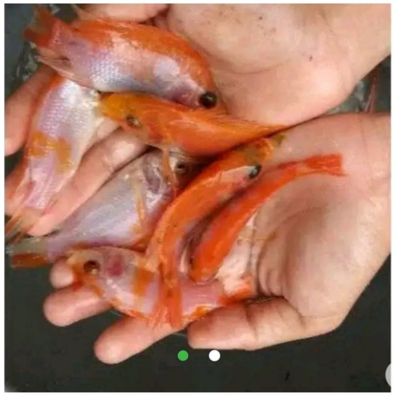 Pemberian pakan ini harus dipotong kecil terlebih dahulu. Jual Paket Bibit Ikan Nila Gesit Warna Isi 50 Ekor Ukuran 3 Jari Indonesia Shopee Indonesia