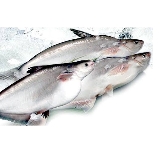 19+ gambar ikan patin kartun, terpopuler! Ikan Patin Fresh Segar Hidup Kiloan Pasar Murah Jakarta Shopee Indonesia