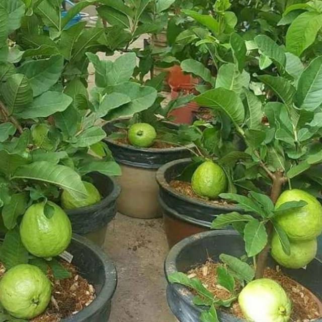 Jambu biji kristal dapat tumbuh baik pada lahan yang . Jual Pohon Jambu Kristal Sedang Berbuah Berbunga Tanaman Jambu Kristal Tanpa Biji Indonesia Shopee Indonesia