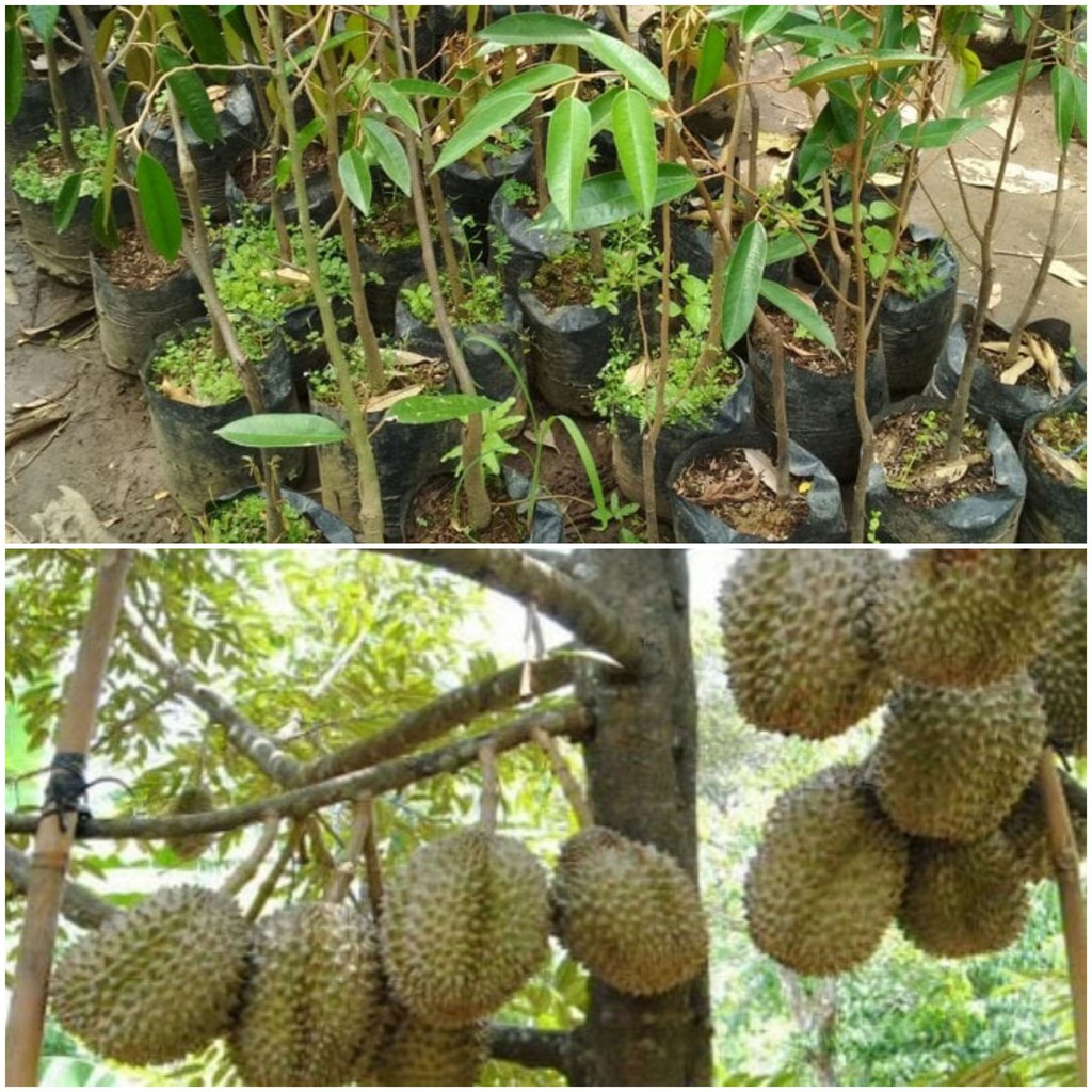 Daripada banyak rujukan, durian yang berbuah dalam pasu adalah durian yang pada . Jual Bibit Durian Montong Bisa Berbuah Dalam Pot Bisa Tabulampot Indonesia Shopee Indonesia