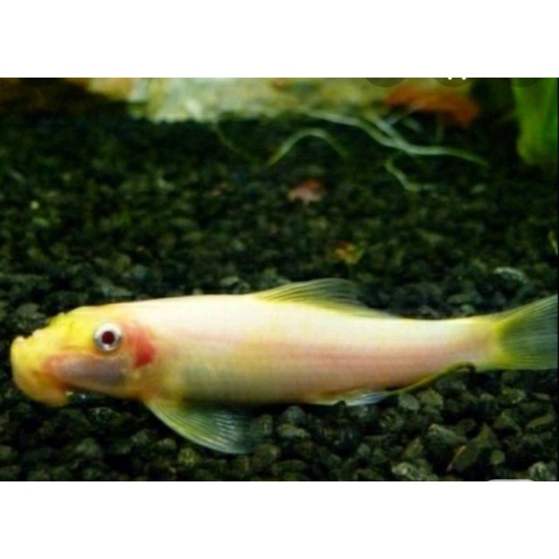 Beli ikan cae algae eater terlengkap & berkualitas harga murah march 2022 terbaru di tokopedia! Harga Algae Eater Chinese Terbaru September 2021 Biggo Indonesia