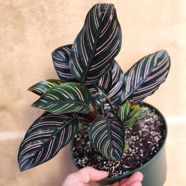 Biaya layanan ini belum termasuk biaya admin shopee mall yang tergantung kategori produk & layanan program gratis ongkir xtra. Bibit tanaman calathea ornata batik | Shopee Indonesia