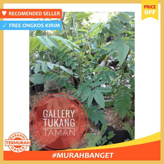 Tanaman Belimbing Wuluh Belimbing Sayur Taman Benih Bibit