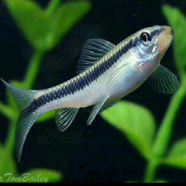 Siamese Algae Eater Hd Stock Images Shutterstock 