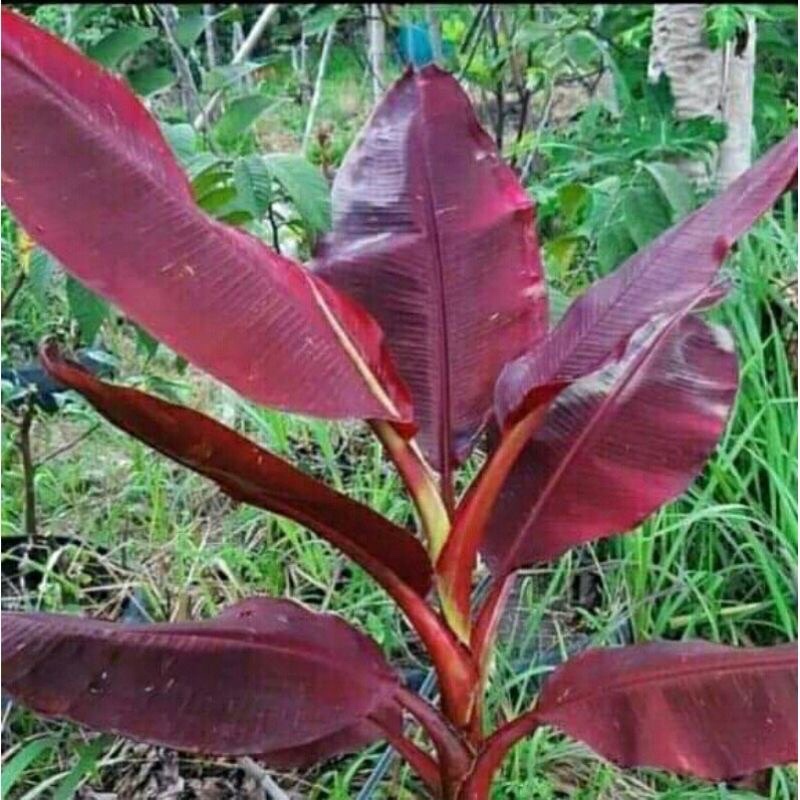 Harga Pisang Varigata Terbaru Oktober 2021 | BigGo Indonesia