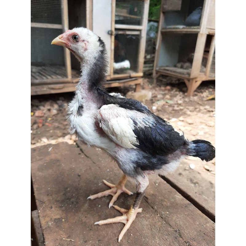 Inilah cara membedakan umur ayam bangkok. Anak Ayam Bangkok 2 Shopee Indonesia