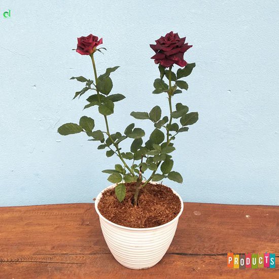 Berkebun asik Tanaman Hias bunga mawar merah Abra hitam ukuran besar |  Shopee Indonesia