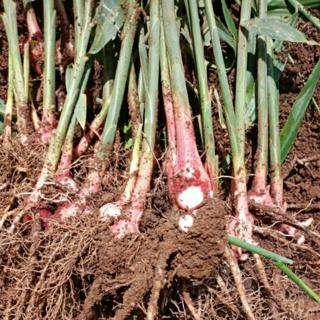 Pembibitan tanaman jahe dapat dilakukan dengan cara vegetatif. Bibit Jahe Merah Shopee Indonesia