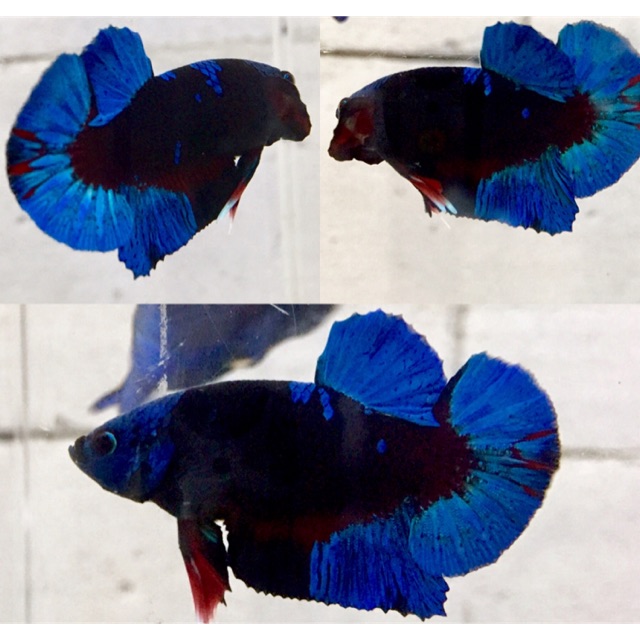 Cover Image of the Post