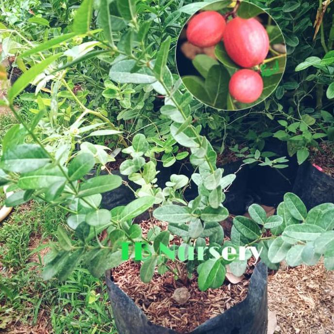 Bibit Buah Karendang-Rendang/Tanaman Buah Karendang.Buah Langka Idr |  Shopee Indonesia